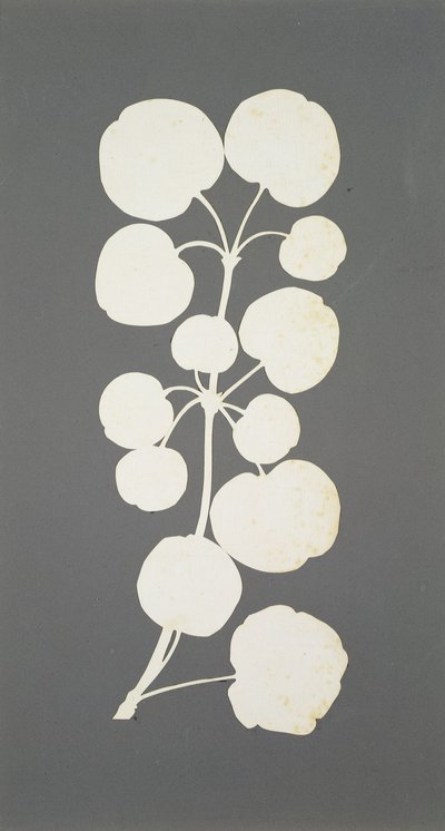Cayenne Pepper by Philipp Otto Runge
